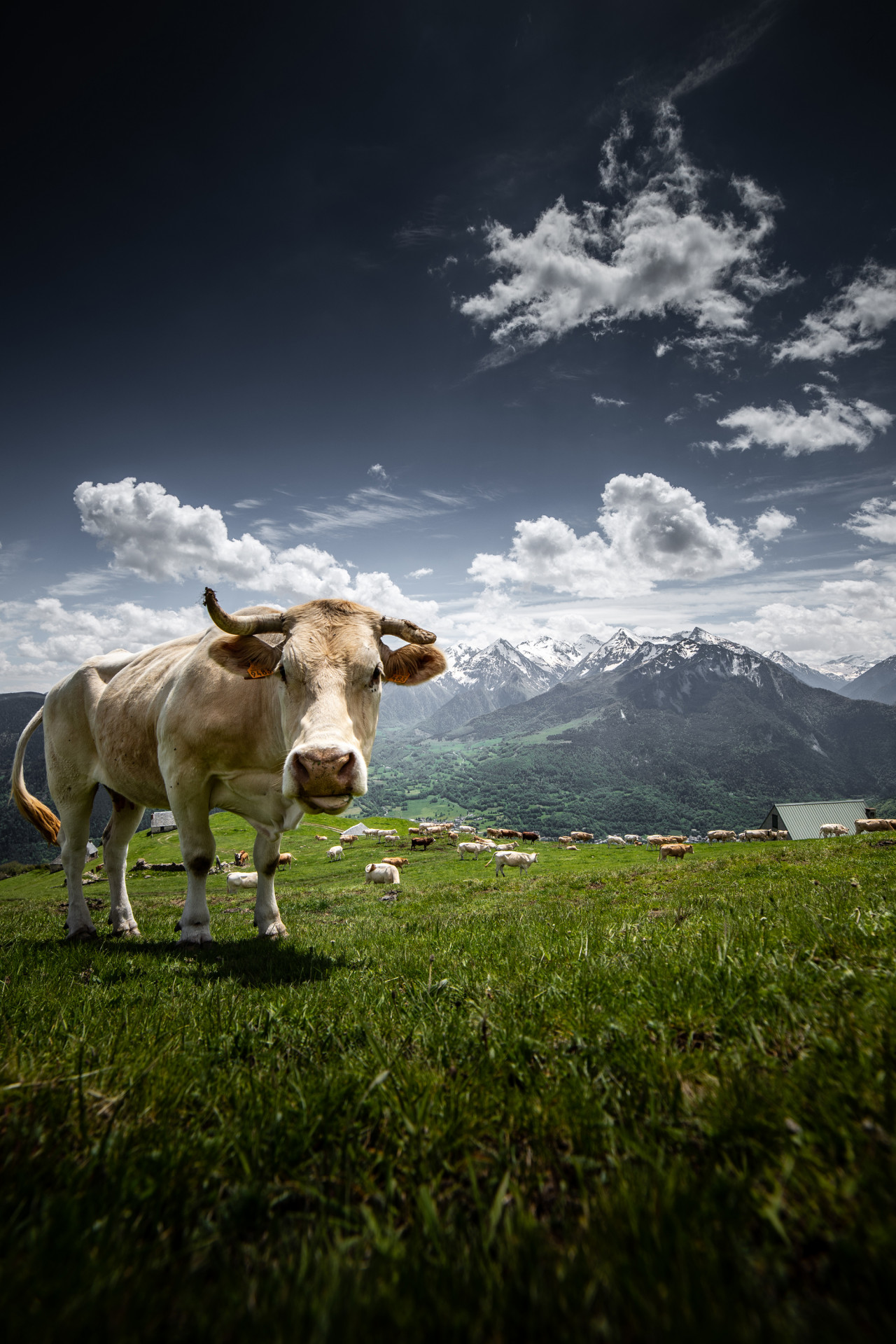 nbirrien-paturages-station-t-vaches-img-7323-8387033