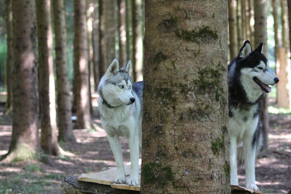 visite-parc-chien-de-traineau-6295725