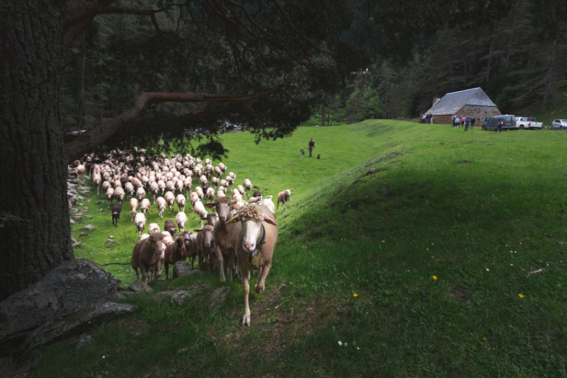 greg-terra-photo-pastoralisme-rioumajou-3-6456144
