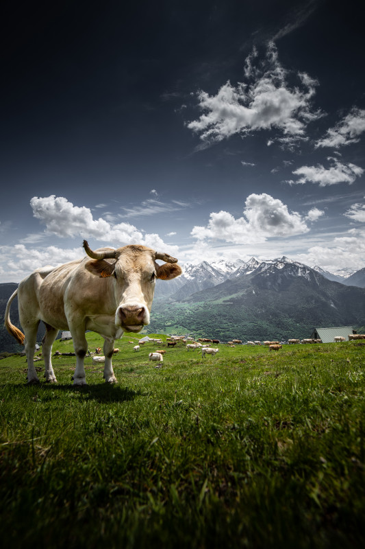 nbirrien-paturages-station-t-vaches-img-7323-8387033